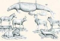 На грани исчезновения: животный мир Земли