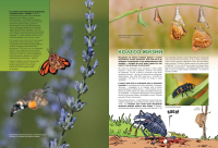 Насекомые в комиксах. Том 2.