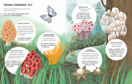 Тайны грибов