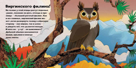 Птицы и букашки: от носа до хвоста