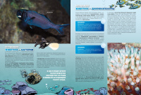 Морские животные в комиксах. Том 6