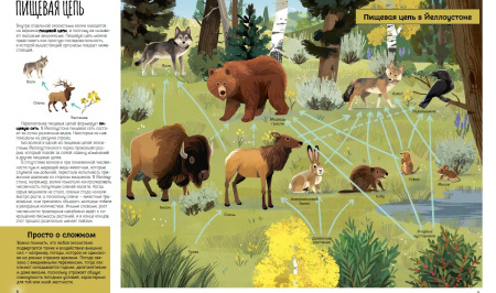 Вернуть волков: как хищники восстановили баланс экосистемы