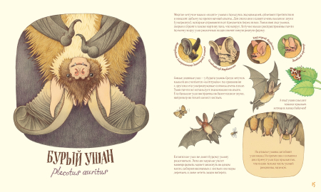 Удивительные уши