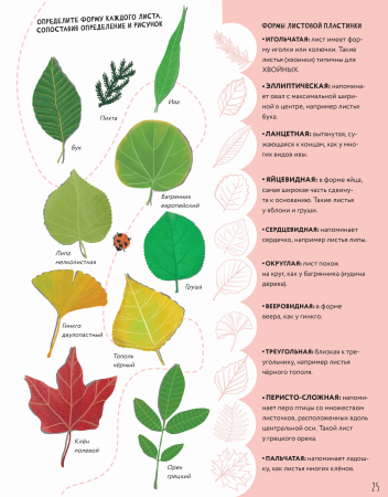 Тайны деревьев