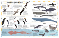 Антарктида: тающий континент