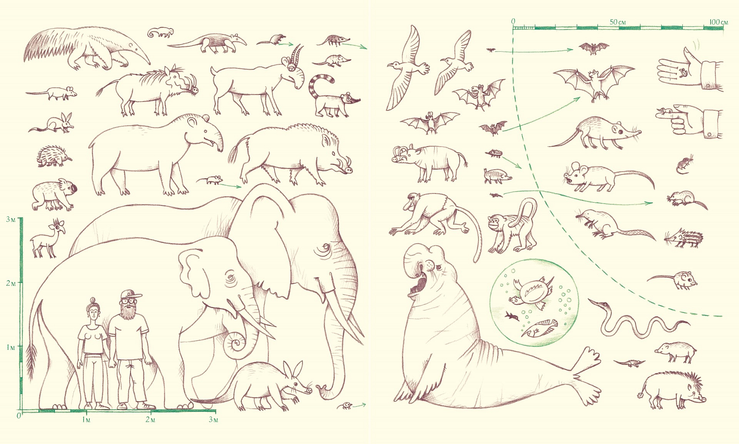 Невероятные носы