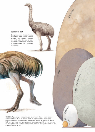 От тираннозавра к петуху! Большая книга эволюции животного мира