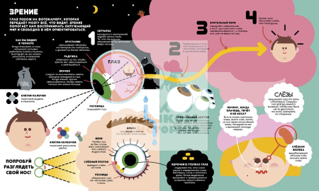 Учимся вместе с Олли и Молли. Человек