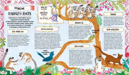 Куда идут пингвины?