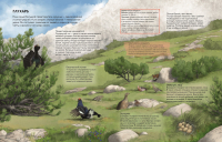 Лесной дом: кто живёт в старых деревьях?