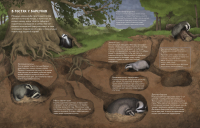 Лесной дом: кто живёт в старых деревьях?